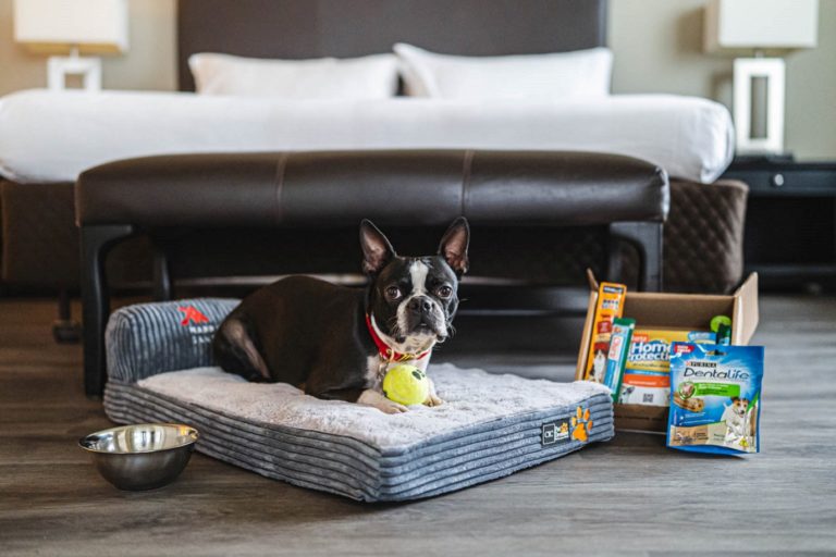 Best for Pets Santiago Marriott Hotel Americas Promotions